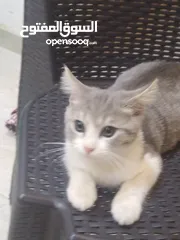  1 قطة للبيع عمر شهرين ونصف