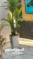  4 اطلب الان قبل نفاذ الكمية  شجرة النخيل السحرية بالحجم السوبر  جمال وأناقة تسرق الأنظار من أول نظرة