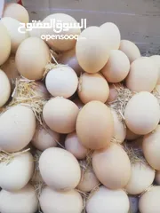  6 بيض عرب