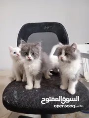  2 قطط صغار مون فيس عمر 3 شهور