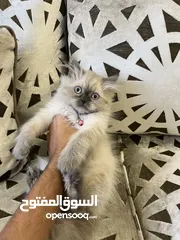  2 هملايا وايت عمر 4 اشهر مع جميع اغراضها