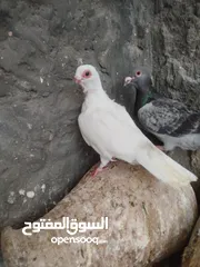  8 جواز للبيع