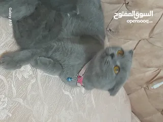  4 قطط سكواتش فولد  الام والاب  نفس الفصيله الاذن  قصيره   لس لم يتم الفطام البيع الام  والاولاد