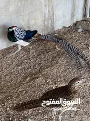  2 فزنت ليدي  امهر
