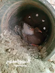  7 حمام مالطي وفرنسي لاحم للبيع