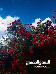  16 مزارع وشاليهات فينان FAYNAN عمان شارع المطار ام العمد عشر دقائق من ايكيا شارع المطار