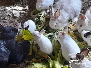  10 ارانب فرنسيه اعمار مختلفه عمرشهر 3دنانير