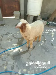  1 طليان فحله اربعه شرط الصحه