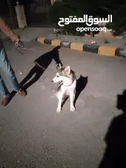 2 60 دينار اردني
