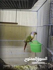  1 كنيورات للبيع - Conures