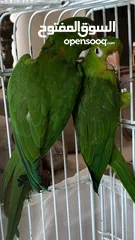  3 White Eyed Conure for sale