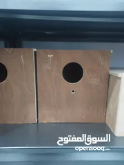  11 ببغاء كنيور نوع بيرلي و مزيد من الطيور و مستلزماتها