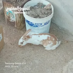  5 جوز ارانب هجين الماني