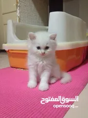  1 قطة انثى للبيع