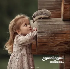  12 جوز قنفذ  وسلحفاه و قطه كتنز و بطه عدد 3 بطات  قنافذ اليفه و سلاحف بريه تربيه منزليه لقطه كوم هامستر