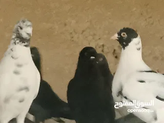  16 انواع حمام مشكلة للبيع