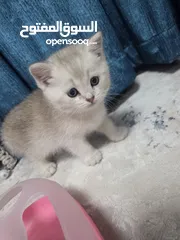  3 Zoti and Pure Chinchilla British