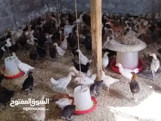  3 دجاج عماني( الدار )  جاهز للذبح البيع بالجملة والمفرق