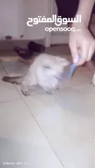  6 قط هاملاي ذكر للبيع