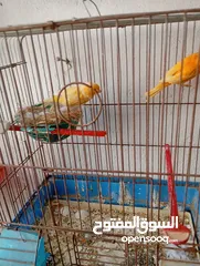 5 أكثر من 14جوز  موجود أكثر من20مخلف
