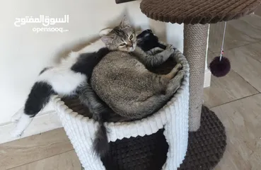  3 لقطة الموسم خاصة للي بحبوا القطط المرحة.. قطين ذكر للبيع مع بعض و كامل اغراضهم