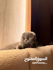  2 قطة سكوتش 8 شهور