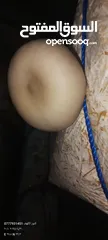  28 فطر محاري بلدي
