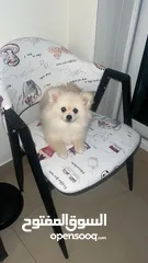  2 Cute Pomeranian Puppy Female