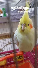  2 ببغاء كوكتيل اصفر البينو عين حمرا جاهز لبيتو الجديد    للبيع بسعر مغري جدا جدا جدا جدا جدا جدا جدا ج