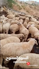 1 بفضل الله يتوفر لدينا خاروف روماني + خاروف بلدي +عبور بلدي   جميع الوزان