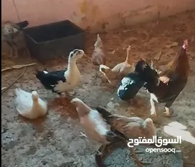 1 6 جاجات و ديك جاج بياض للبيع سعر جاجه سته ونص و ديك خمسه احكي معي عبر الواتساب