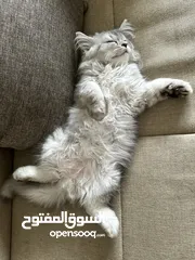  10 Healthy persian cat 6 months old