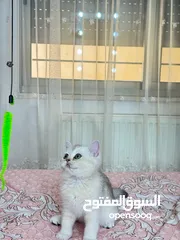  1 برتش ny24 و ns11 للبيع مستوى عالي جداً