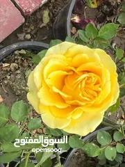  11 اجمل انواع الجوري و المجنونه والسجاد
