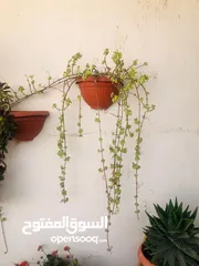  9 نباتات مختلفة