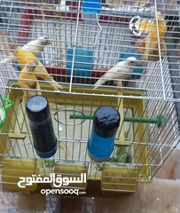  3 جوز شغالات  مخاليف عدد 5
