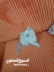  4 قطة هملايا صغيره للبيع