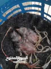  1 فراخ حسون فراخ حسون