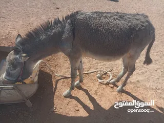  1 حمار غنم للبيع