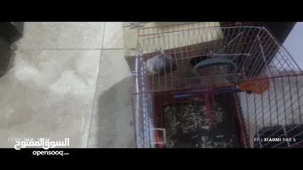  2 تبديل زوج كوكتيل و روز ب جوز روز شغالات كثير اقرأ الوصف