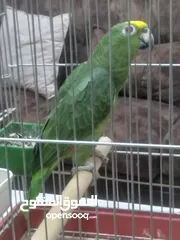  3 يلو كراون   حجم جانبو ريش كامل برخبط كلمات اكتير