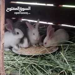  3 ارانب بلدي للبيع اقرا الوصف