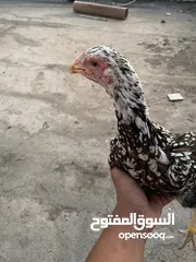  1 دجاج باكستاني للبيع