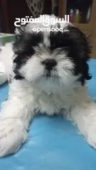  5 pure breed shih Tzu 1male 2female available 2moths old