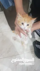  5 بيع قطط شيرازي