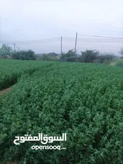  3 قت للبيع بالجزة