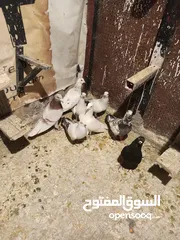  8 حمام بيع مستعجل للبيع