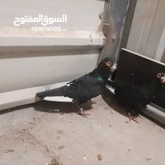  1 حمام للبيع جواج الجوز 10