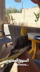 6 ذكر كوكتيل متكلم شوف الوصف .........................................................................