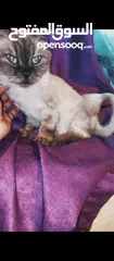  4 اللهم صلي ع سيدنا محمد  قطه هملايا لعبوبه الاليفه جدا السعر مميز للبيع المستعجل  . . .